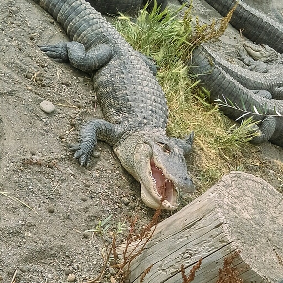 Meet Posher - Picture 1 of 1